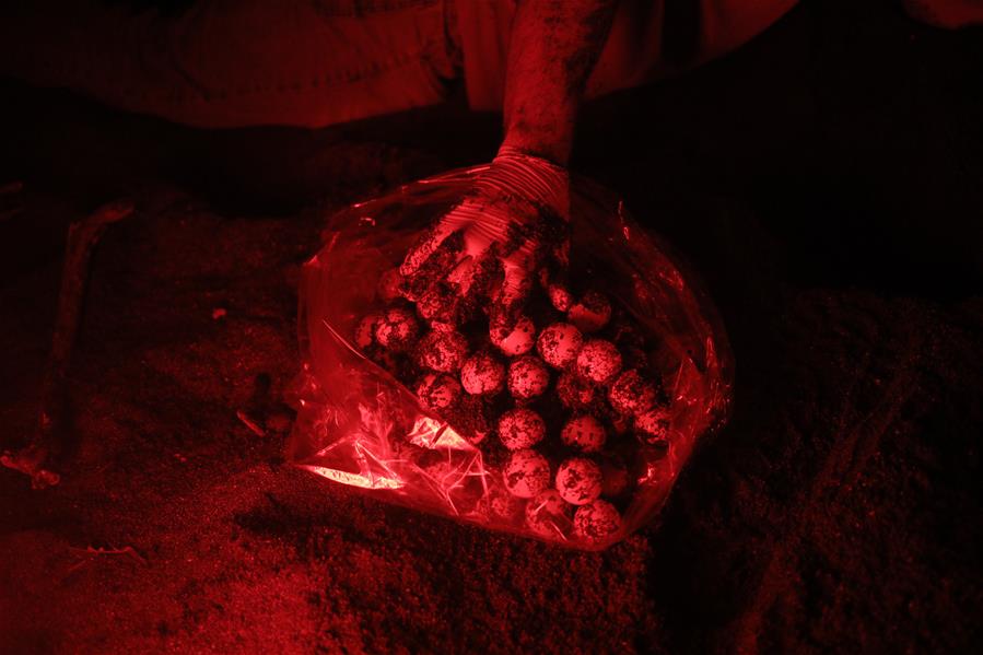 Programa de rescate de tortugas marinas en Panamá