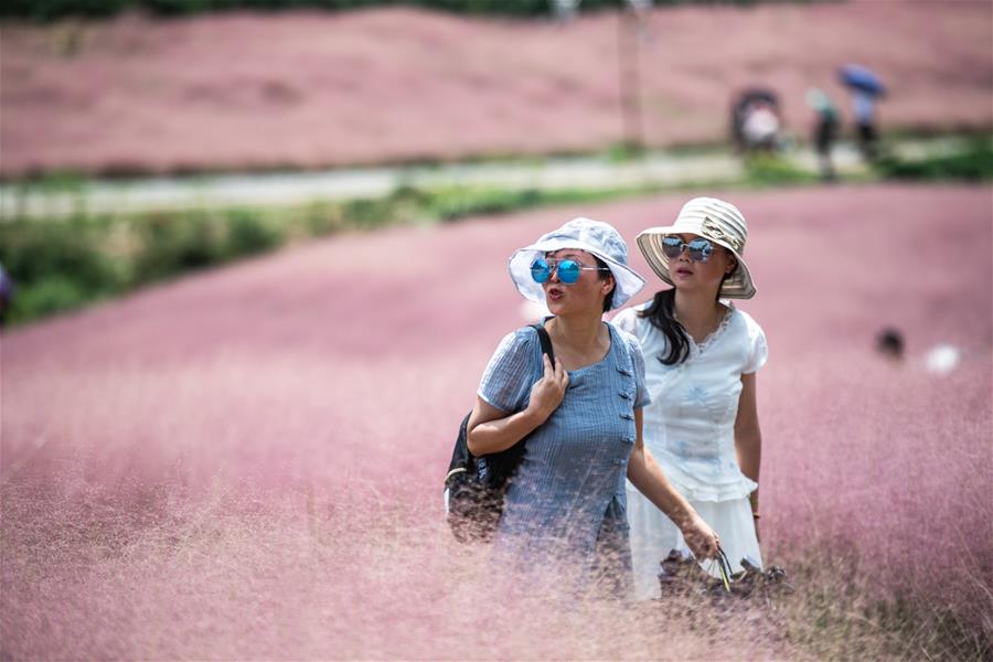 Guizhou: Campo de hierba color rosa en área escénica de Shenquangu