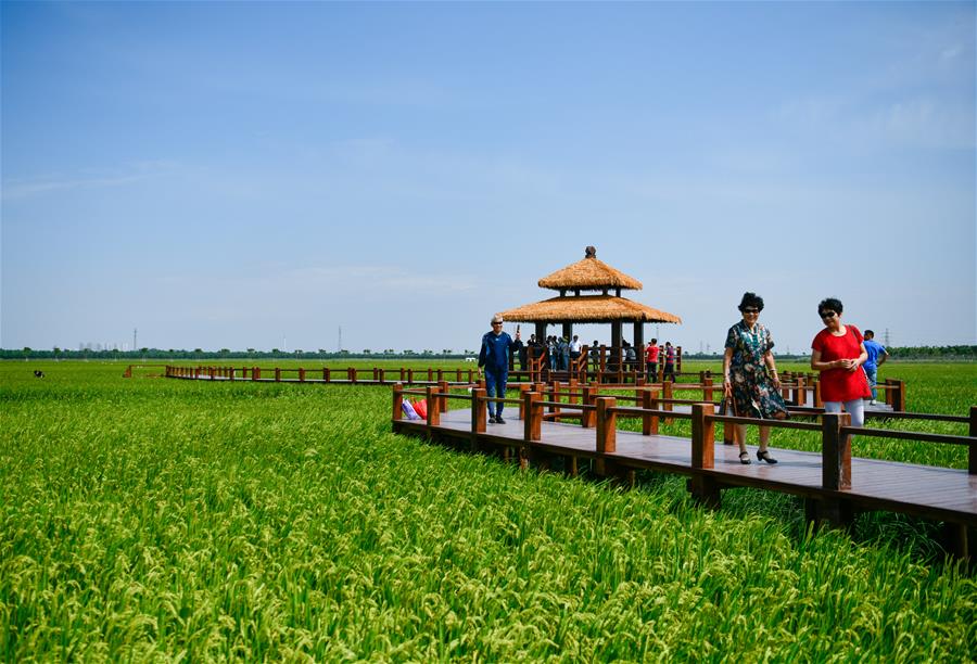 Tianjin promueve construcción de barrera ecológica verde