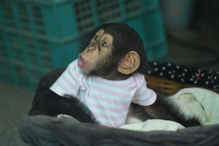 Cría de chimpancé en la Granja y Zoológico de Cocodrilos en Tailandia