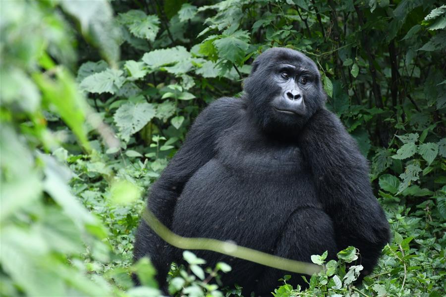 Uganda abre por completo todos parques nacionales