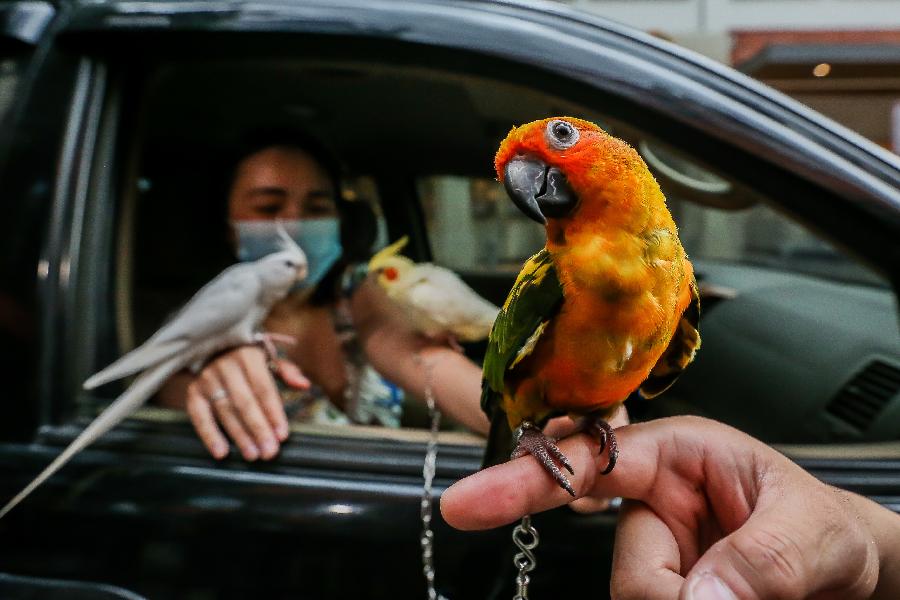 Filipinas: Bendición de mascotas a bordo de automóviles en Manila