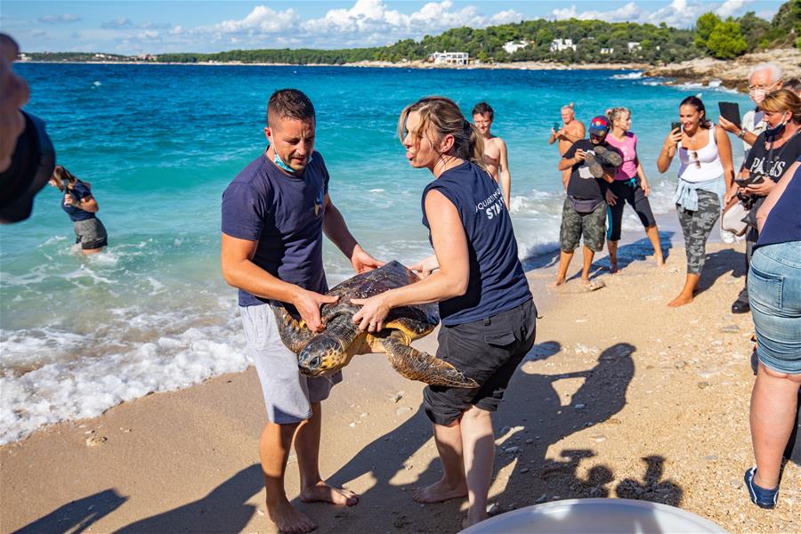 Liberan tortugas marinas rescatadas al mar en Pula, Croacia