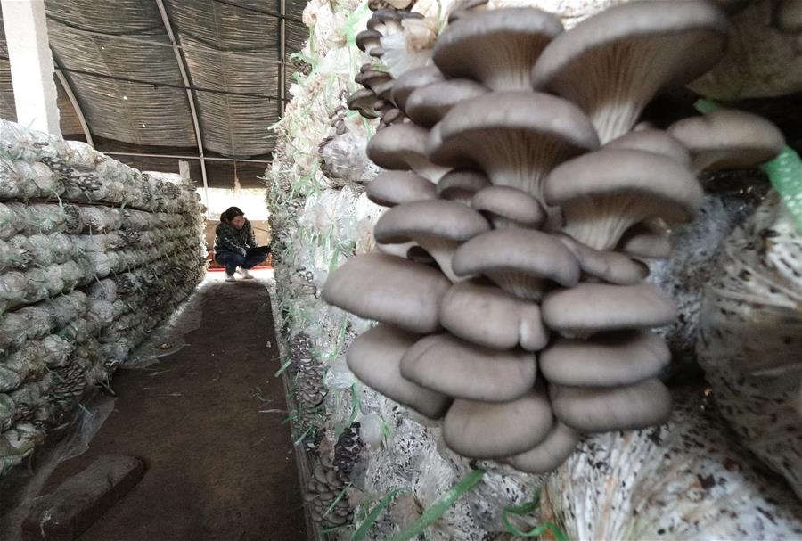 Producción anual de varios hongos comestibles alcanza más de 10 millones de kilogramos en Luannan, Hebei