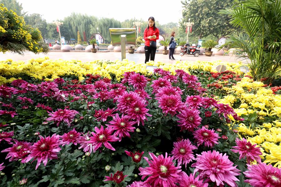 Exhibición de crisantemos en Shijiazhuang, Hebei