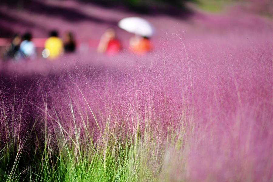 Campo de hierba rosa de muhly en parque Niugangshan en Fuzhou