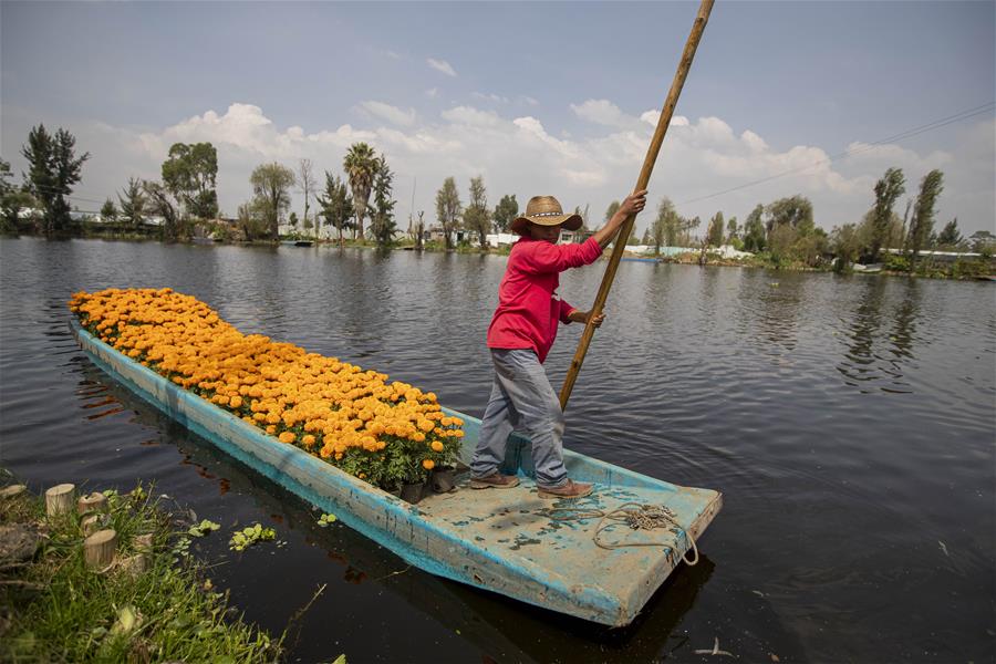 México: Floricultores de flores de cempasúchil listos para distribuir y vender flores en fiesta del Día de los Muertos