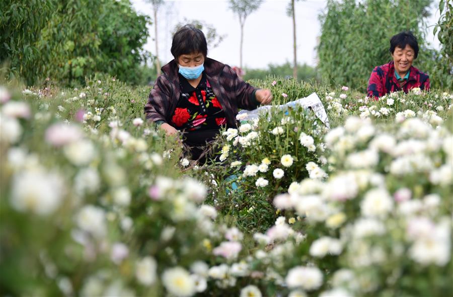 Hebei: Agricultoras recogen crisantemos en Quzhou
