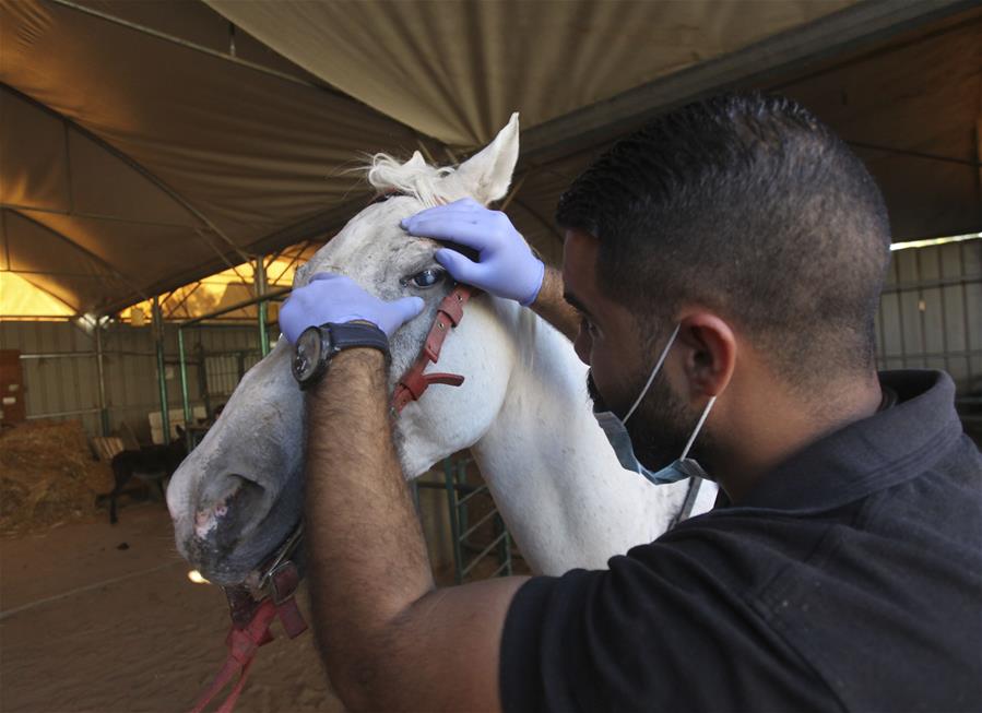 Veterinario palestino en clínica veterinaria en Naplusa