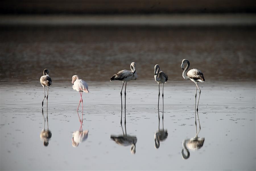 Aves migratorias en un lago en Ankara, Turquía