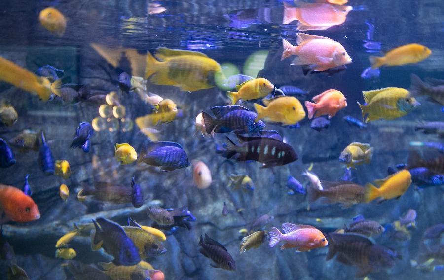 Aquaria Phuket, el acuario más grande de Tailandia