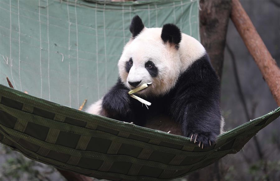 Sichuan: Pandas gigantes en Base de Investigación de Pandas Gigantes de Chengdu