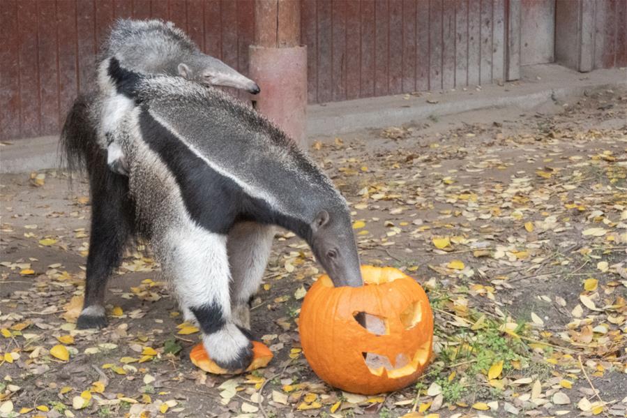 Halloween en Zoológico y Jardín Botánico de Budapest