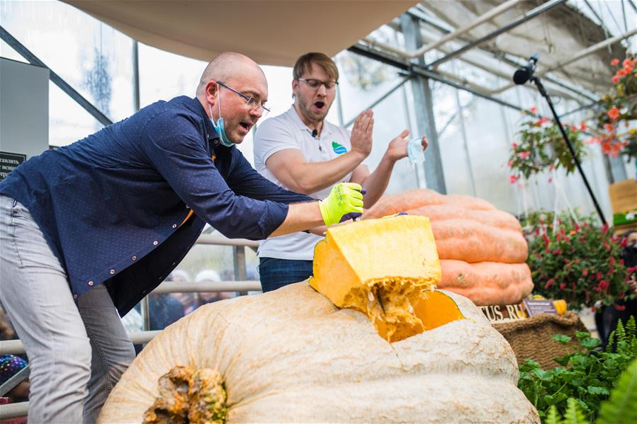 Trabajadores cortan calabaza gigante exhibida en jardín botánico en Moscú