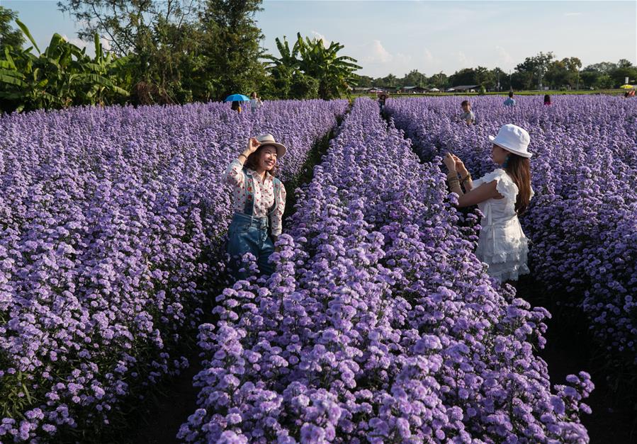 Tailandia: Flores en Chiang Mai entran en temporada de floración