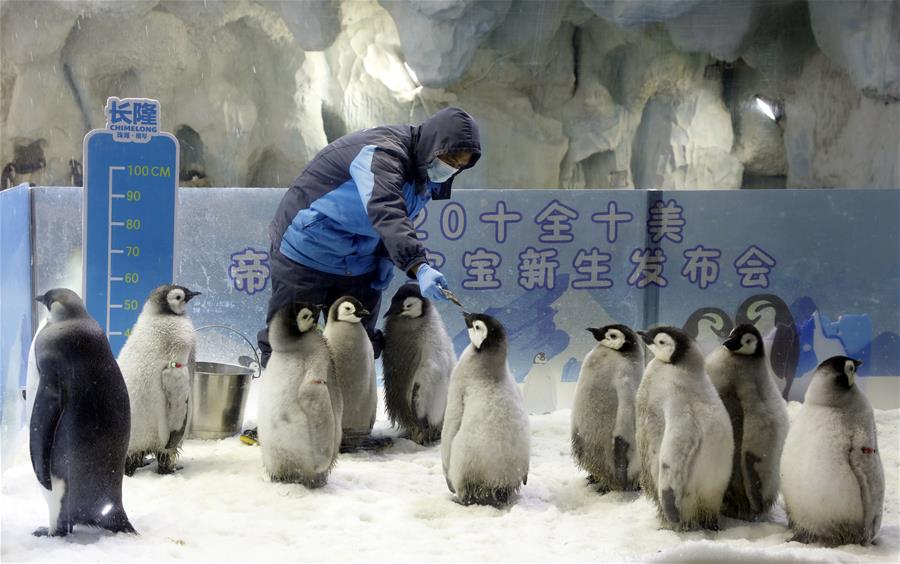 Diez pingüinos emperador bebés hacen su debut en Guangdong