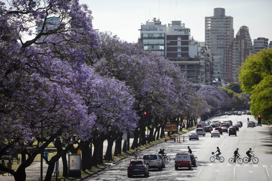 Árboles de jacaranda en Buenos Aires, Argentina