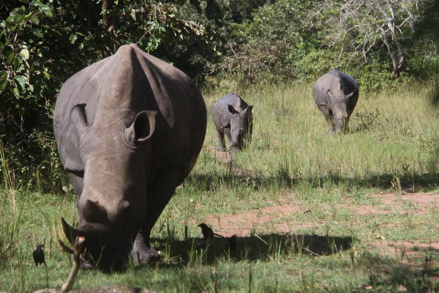 Rinocerontes blancos del sur en Uganda