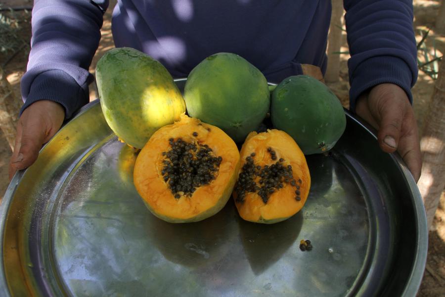 Papayas en una granja en la Franja de Gaza