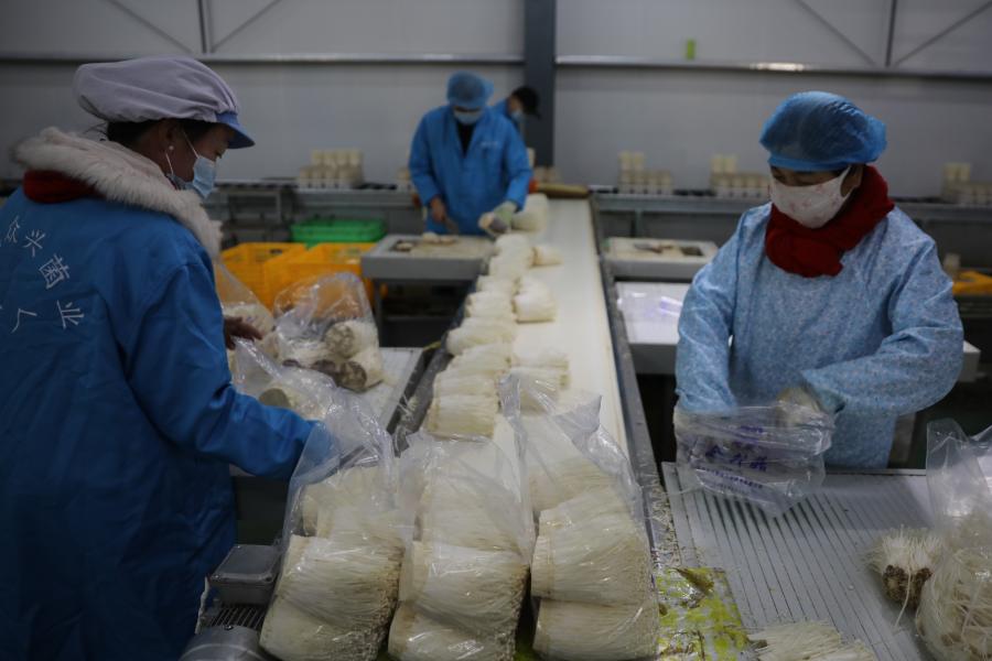 Gansu: Ciudad de Wuwei desarrolla industria de hongos comestibles