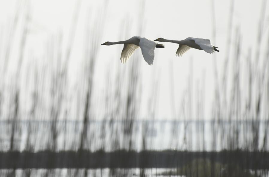 Cisnes en lago Shijiu en Nanjing, Jiangsu