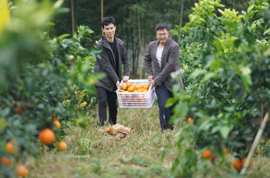 Turistas cosechan naranjas en huerta en Jiangxi