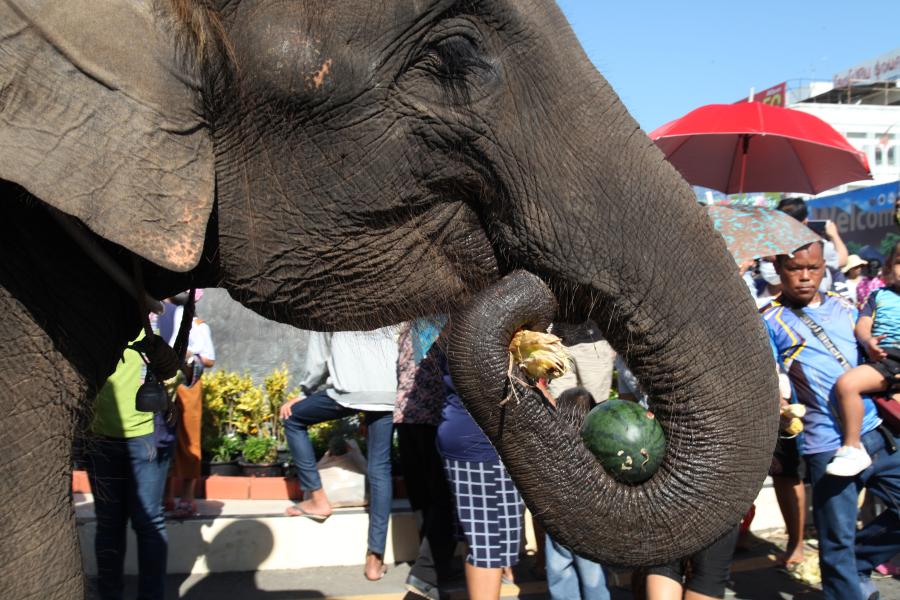 Anual Ronda de Elefantes de Surin en Tailandia