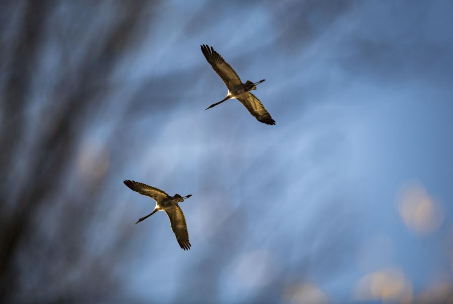 Aves migratorias regresan para pasar invierno en Yunnan