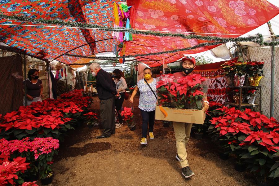 Flores de Nochebuena están listas para ventas en Ciudad de México