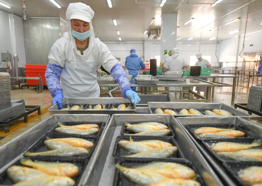 Fujian: Trabajadores procesan pescado en poblado de Sansha, distrito de Xiapu