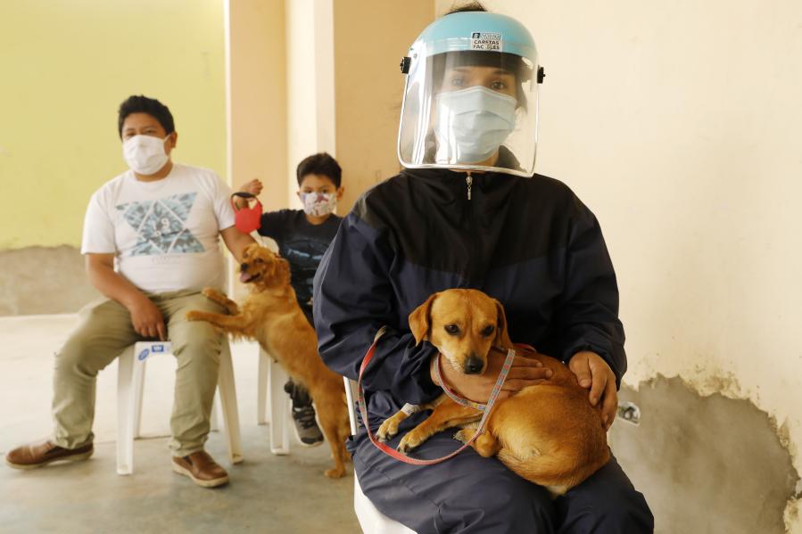 Perú: Campaña de esterilización de mascotas en distrito de San Bartolo