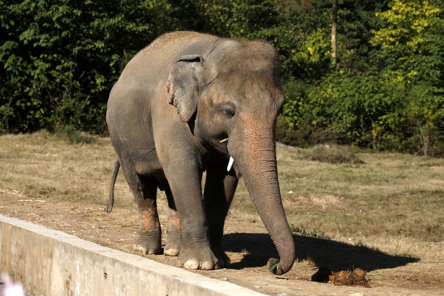 Elefante asiático Kaavan en Zoológico de Marghazar en Pakistán