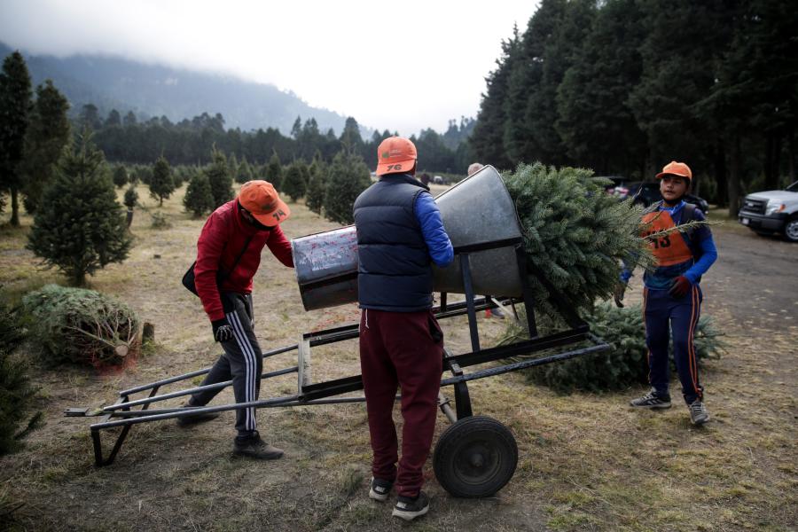 México: Comienza la temporada de corte y venta de árboles de Navidad en Amecameca