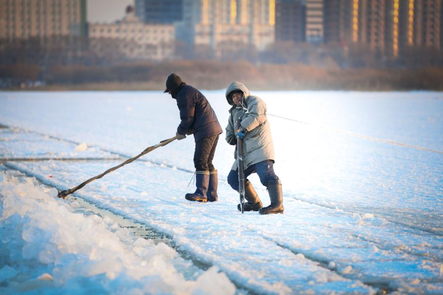 Trabajadores recolectan hielo del r&iacute;o Songhua en Harbin, Heilongjiang