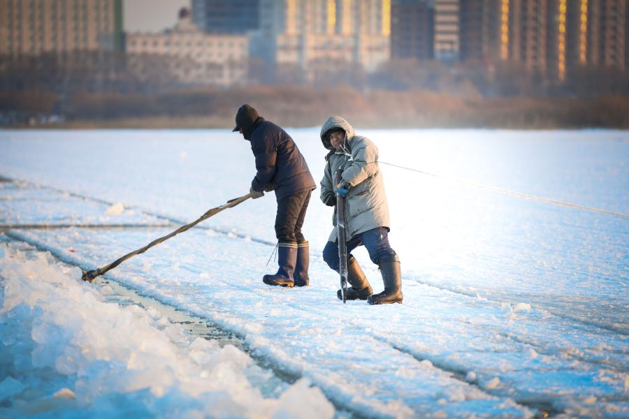 Trabajadores recolectan hielo del río Songhua en Harbin, Heilongjiang