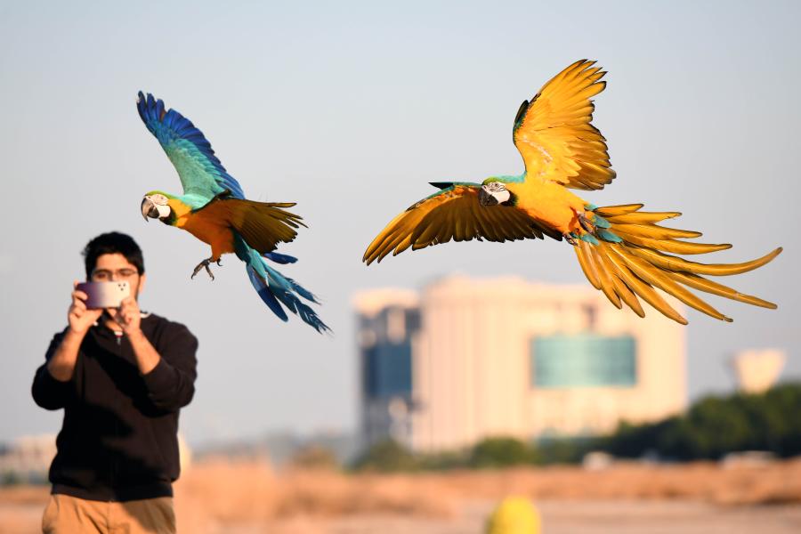 Kuwait: Espectáculo de entrenamiento de loros
