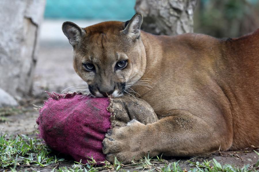 Pumas de zoológico peruano reciben regalo de Navidad