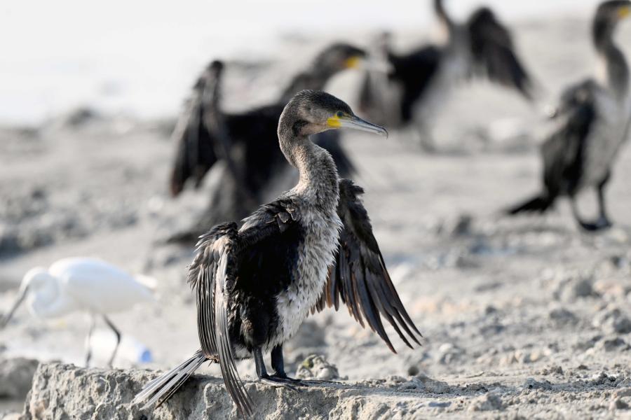 Cormoranes grandes en una playa en Kuwait