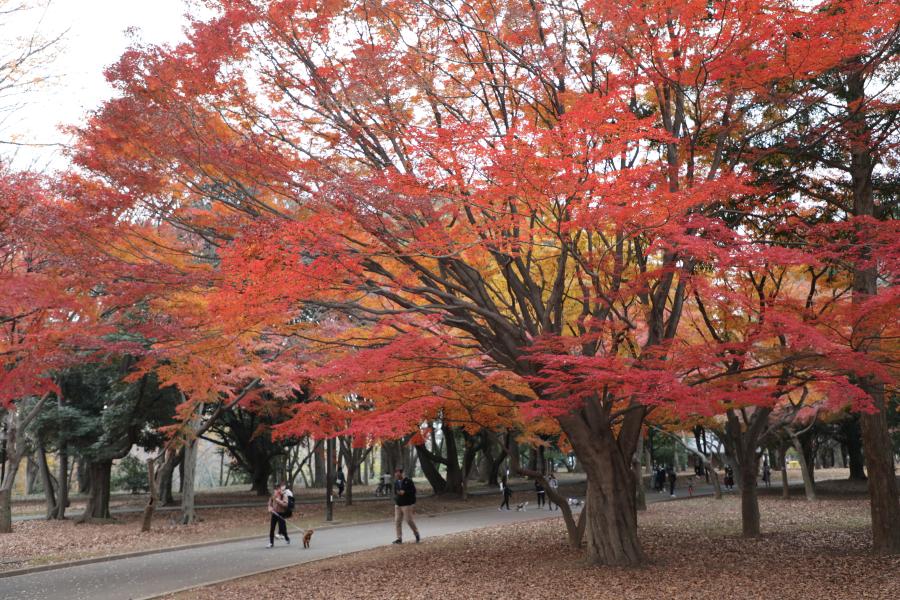 Hojas rojas en árboles en parque Yoyogi en Tokio, Japón