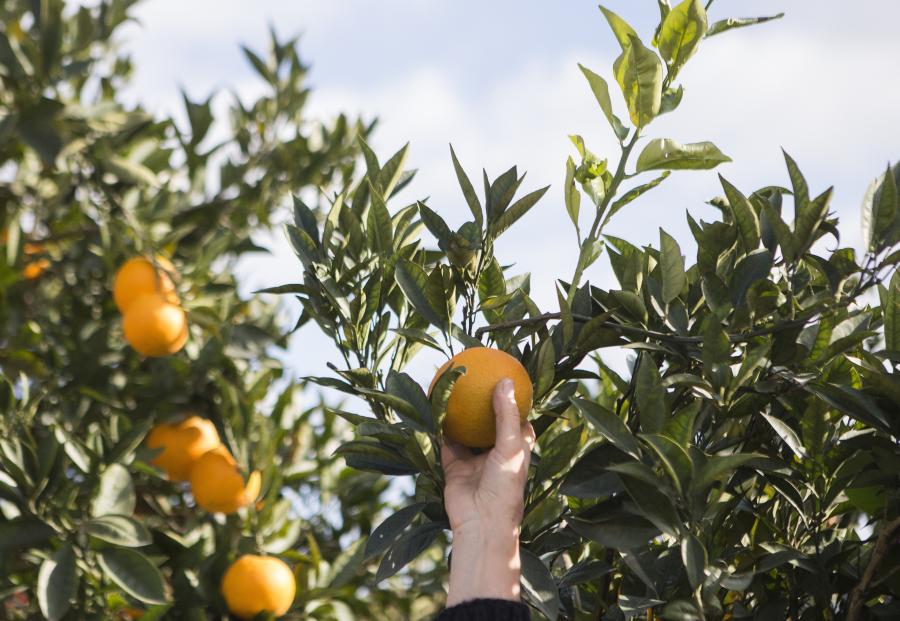 Personas cosechan naranjas en Zangishah Mahalleh, Irán