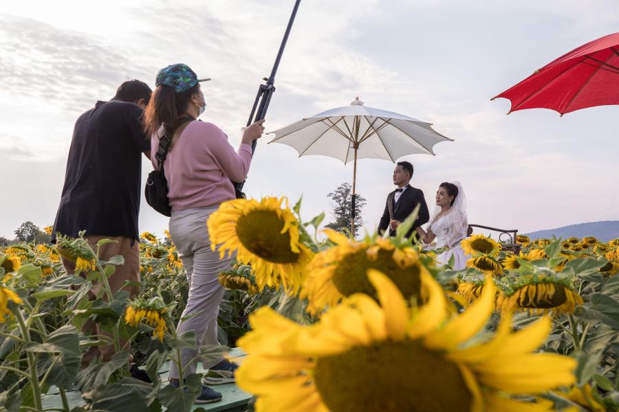 Lopburi alberga campos de girasoles más grandes de Tailandia