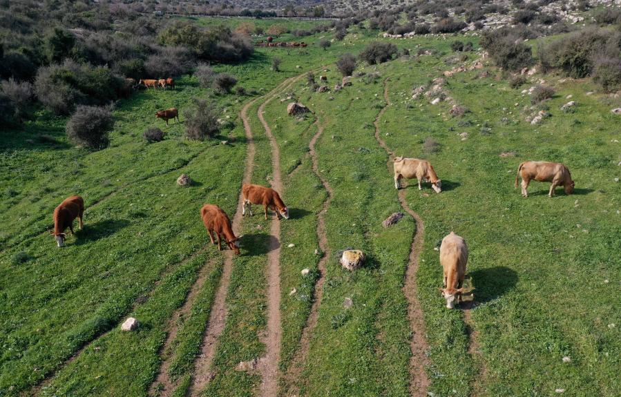 Rebaño de vacas en campo de Valle de Ayalón, cerca de Latrun