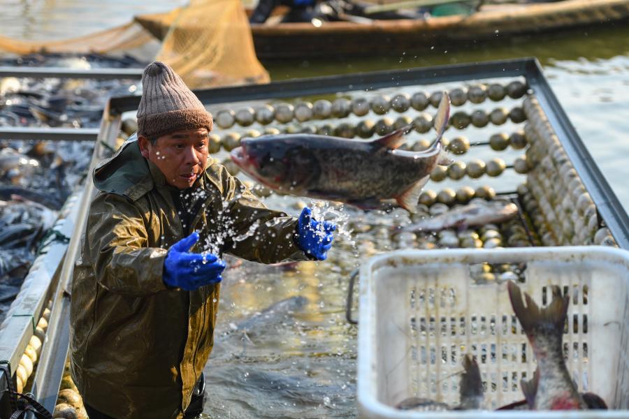 Hunan: Pesquería implementa crianza ecológica en pesquería de Huangjiahu en Yiyang