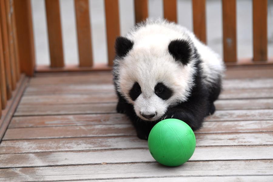Cachorros de panda gigante en centro de crianza e investigación para el panda gigante de Qinling