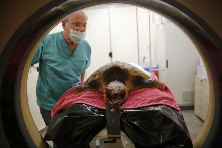 Veterinario israelí realiza tomografía computarizada para tortuga boba herida