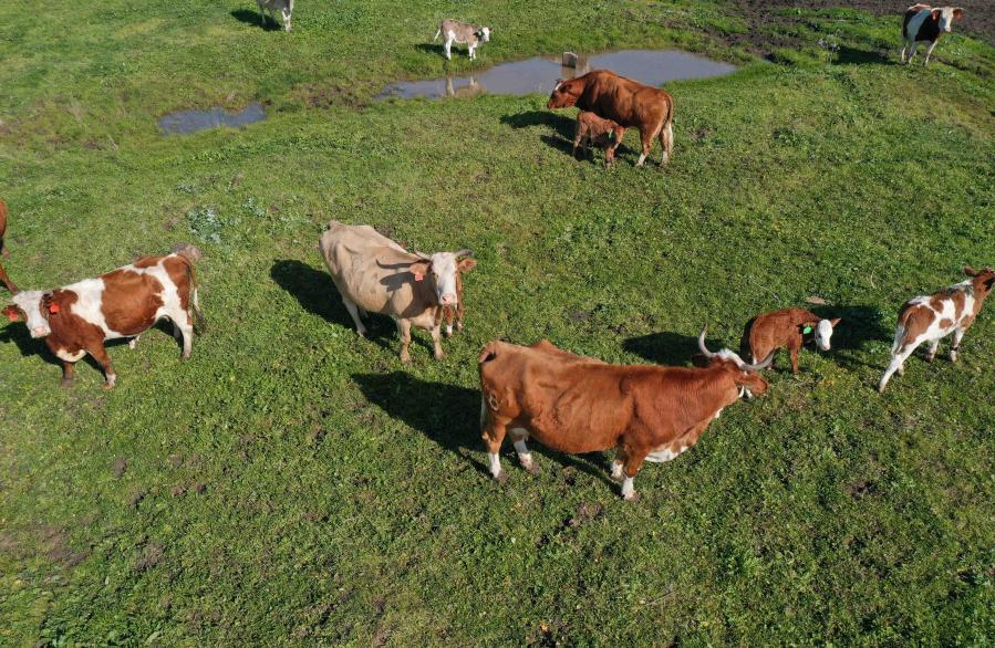 Vacas en los Altos del Golán ocupados por Israel