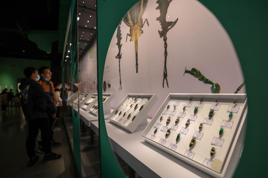 Visitantes observan una exposición que presenta raros especímenes de insectos en Jinan