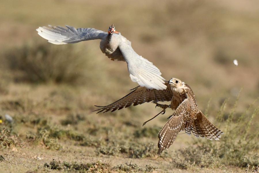 Espectáculo de caza con halcones en Kuwait