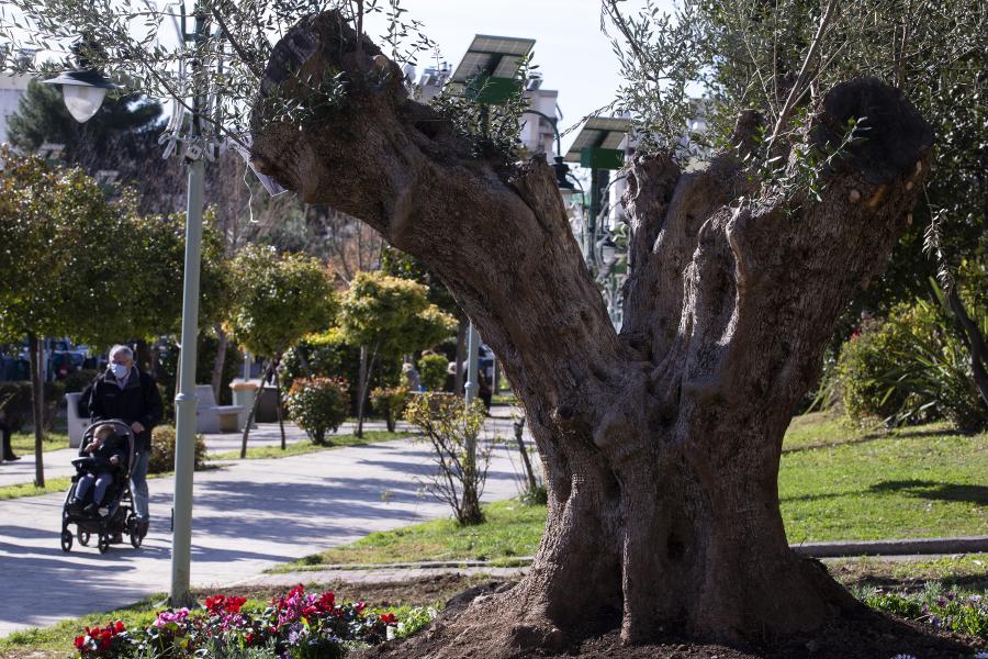 Olivo de entre 400 y 500 años de edad en un parque en Petroupoli, Grecia