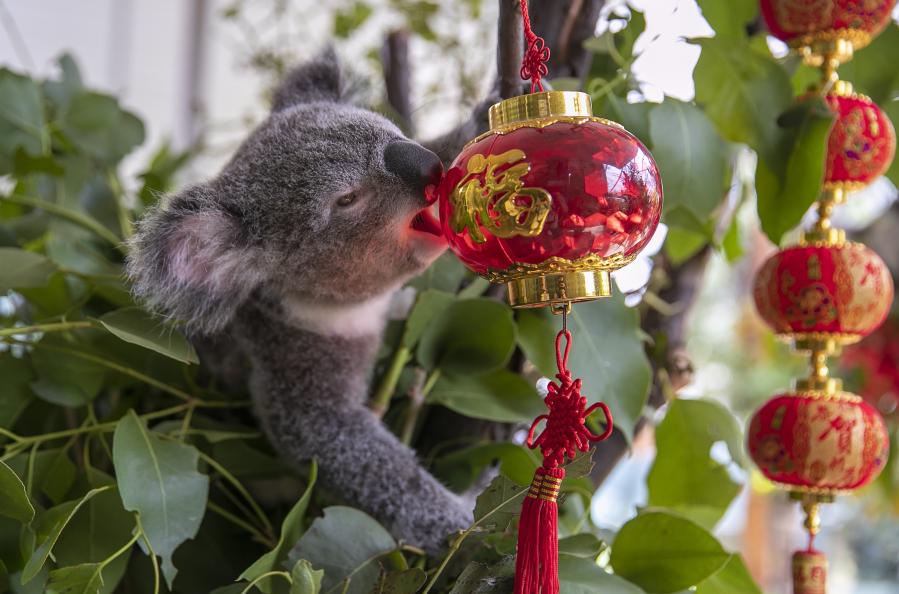 Koala y árbol decorado con linternas chinas en Zoológico de Vida Silvestre de Sídney